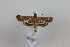  ( - CLV41349)  @11 [ ] CreativeCommons  Attribution Non-Commercial Share-Alike (2021) Carlos Lopez Vaamonde Institut National de la Recherche Agronomique, Zoologie Forestiere