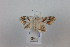  ( - CLV41350)  @11 [ ] CreativeCommons  Attribution Non-Commercial Share-Alike (2021) Carlos Lopez Vaamonde Institut National de la Recherche Agronomique, Zoologie Forestiere