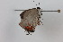  ( - CLV41390)  @11 [ ] CreativeCommons  Attribution Non-Commercial Share-Alike (2021) Carlos Lopez Vaamonde Institut National de la Recherche Agronomique, Zoologie Forestiere