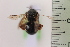  ( - CLV41660)  @11 [ ] CreativeCommons  Attribution Non-Commercial Share-Alike (2021) Carlos Lopez Vaamonde Institut National de la Recherche Agronomique, Zoologie Forestiere