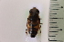  ( - CLV41661)  @11 [ ] CreativeCommons  Attribution Non-Commercial Share-Alike (2021) Carlos Lopez Vaamonde Institut National de la Recherche Agronomique, Zoologie Forestiere