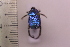  ( - CLV41706)  @11 [ ] CreativeCommons  Attribution Non-Commercial Share-Alike (2021) Carlos Lopez Vaamonde Institut National de la Recherche Agronomique, Zoologie Forestiere