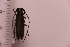  ( - CLV41738)  @11 [ ] CreativeCommons  Attribution Non-Commercial Share-Alike (2021) Carlos Lopez Vaamonde Institut National de la Recherche Agronomique, Zoologie Forestiere