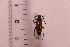  ( - CLV41745)  @11 [ ] CreativeCommons  Attribution Non-Commercial Share-Alike (2021) Carlos Lopez Vaamonde Institut National de la Recherche Agronomique, Zoologie Forestiere