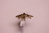  ( - CLV41798)  @11 [ ] CreativeCommons  Attribution Non-Commercial Share-Alike (2021) Carlos Lopez Vaamonde Institut National de la Recherche Agronomique, Zoologie Forestiere