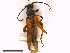  ( - CLV42004)  @11 [ ] CreativeCommons  Attribution Non-Commercial Share-Alike (2021) Carlos Lopez Vaamonde Institut National de la Recherche Agronomique, Zoologie Forestiere