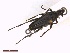  ( - CLV42016)  @11 [ ] CreativeCommons  Attribution Non-Commercial Share-Alike (2021) Carlos Lopez Vaamonde Institut National de la Recherche Agronomique, Zoologie Forestiere