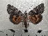  ( - CLV42039)  @11 [ ] CreativeCommons  Attribution Non-Commercial Share-Alike (2021) Carlos Lopez Vaamonde Institut National de la Recherche Agronomique, Zoologie Forestiere
