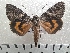  ( - CLV42040)  @11 [ ] CreativeCommons  Attribution Non-Commercial Share-Alike (2021) Carlos Lopez Vaamonde Institut National de la Recherche Agronomique, Zoologie Forestiere