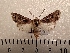  ( - CLV42058)  @11 [ ] CreativeCommons  Attribution Non-Commercial Share-Alike (2021) Carlos Lopez Vaamonde Institut National de la Recherche Agronomique, Zoologie Forestiere