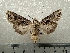  ( - CLV42059)  @11 [ ] CreativeCommons  Attribution Non-Commercial Share-Alike (2021) Carlos Lopez Vaamonde Institut National de la Recherche Agronomique, Zoologie Forestiere