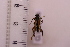  ( - CLV42166)  @11 [ ] CreativeCommons  Attribution Non-Commercial Share-Alike (2021) Carlos Lopez Vaamonde Institut National de la Recherche Agronomique, Zoologie Forestiere