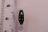  ( - CLV42179)  @11 [ ] CreativeCommons  Attribution Non-Commercial Share-Alike (2021) Carlos Lopez Vaamonde Institut National de la Recherche Agronomique, Zoologie Forestiere