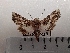  ( - CLV42229)  @11 [ ] CreativeCommons  Attribution Non-Commercial Share-Alike (2021) Carlos Lopez Vaamonde Institut National de la Recherche Agronomique, Zoologie Forestiere
