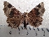  ( - CLV42232)  @11 [ ] CreativeCommons  Attribution Non-Commercial Share-Alike (2021) Carlos Lopez Vaamonde Institut National de la Recherche Agronomique, Zoologie Forestiere