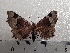  ( - CLV42233)  @11 [ ] CreativeCommons  Attribution Non-Commercial Share-Alike (2021) Carlos Lopez Vaamonde Institut National de la Recherche Agronomique, Zoologie Forestiere