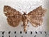  ( - CLV42238)  @11 [ ] CreativeCommons  Attribution Non-Commercial Share-Alike (2021) Carlos Lopez Vaamonde Institut National de la Recherche Agronomique, Zoologie Forestiere
