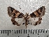  ( - CLV42246)  @11 [ ] CreativeCommons  Attribution Non-Commercial Share-Alike (2021) Carlos Lopez Vaamonde Institut National de la Recherche Agronomique, Zoologie Forestiere