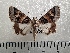  ( - CLV42247)  @11 [ ] CreativeCommons  Attribution Non-Commercial Share-Alike (2021) Carlos Lopez Vaamonde Institut National de la Recherche Agronomique, Zoologie Forestiere