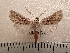  ( - CLV42249)  @11 [ ] CreativeCommons  Attribution Non-Commercial Share-Alike (2021) Carlos Lopez Vaamonde Institut National de la Recherche Agronomique, Zoologie Forestiere