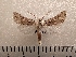  ( - CLV42250)  @11 [ ] CreativeCommons  Attribution Non-Commercial Share-Alike (2021) Carlos Lopez Vaamonde Institut National de la Recherche Agronomique, Zoologie Forestiere