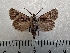  ( - CLV42261)  @11 [ ] CreativeCommons  Attribution Non-Commercial Share-Alike (2021) Carlos Lopez Vaamonde Institut National de la Recherche Agronomique, Zoologie Forestiere