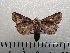  ( - CLV42262)  @11 [ ] CreativeCommons  Attribution Non-Commercial Share-Alike (2021) Carlos Lopez Vaamonde Institut National de la Recherche Agronomique, Zoologie Forestiere