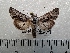  ( - CLV42263)  @11 [ ] CreativeCommons  Attribution Non-Commercial Share-Alike (2021) Carlos Lopez Vaamonde Institut National de la Recherche Agronomique, Zoologie Forestiere