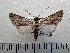  ( - CLV42265)  @11 [ ] CreativeCommons  Attribution Non-Commercial Share-Alike (2021) Carlos Lopez Vaamonde Institut National de la Recherche Agronomique, Zoologie Forestiere