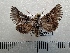  ( - CLV42271)  @11 [ ] CreativeCommons  Attribution Non-Commercial Share-Alike (2021) Carlos Lopez Vaamonde Institut National de la Recherche Agronomique, Zoologie Forestiere