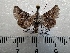  ( - CLV42272)  @11 [ ] CreativeCommons  Attribution Non-Commercial Share-Alike (2021) Carlos Lopez Vaamonde Institut National de la Recherche Agronomique, Zoologie Forestiere