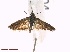  ( - CLV42404)  @11 [ ] CreativeCommons  Attribution Non-Commercial Share-Alike (2022) Raphaël Dupillier Institut National de la Recherche Agronomique, Zoologie Forestiere