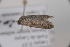  ( - CLV42511)  @11 [ ] CreativeCommons  Attribution Non-Commercial Share-Alike (2022) Carlos Lopez Vaamonde Institut National de la Recherche Agronomique, Zoologie Forestiere