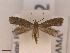  ( - CLV42682)  @11 [ ] CreativeCommons  Attribution Non-Commercial Share-Alike (2022) Carlos Lopez Vaamonde Institut National de la Recherche Agronomique, Zoologie Forestiere