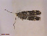  ( - CLV42686)  @11 [ ] CreativeCommons  Attribution Non-Commercial Share-Alike (2022) Carlos Lopez Vaamonde Institut National de la Recherche Agronomique, Zoologie Forestiere