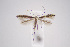  (Micrurapteryx bistrigella - CLV42855)  @11 [ ] CreativeCommons  Attribution Non-Commercial Share-Alike (2021) Carlos Lopez Vaamonde Institut National de la Recherche Agronomique, Zoologie Forestiere