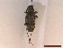  ( - CLV43031)  @11 [ ] CreativeCommons  Attribution Non-Commercial Share-Alike (2022) Carlos Lopez Vaamonde Institut National de la Recherche Agronomique, Zoologie Forestiere
