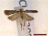  ( - CLV43087)  @11 [ ] CreativeCommons  Attribution Non-Commercial Share-Alike (2022) Carlos Lopez Vaamonde Institut National de la Recherche Agronomique, Zoologie Forestiere