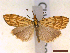  ( - CLV43088)  @11 [ ] CreativeCommons  Attribution Non-Commercial Share-Alike (2022) Carlos Lopez Vaamonde Institut National de la Recherche Agronomique, Zoologie Forestiere