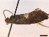  ( - CLV43180)  @11 [ ] CreativeCommons  Attribution Non-Commercial Share-Alike (2022) Carlos Lopez Vaamonde Institut National de la Recherche Agronomique, Zoologie Forestiere