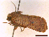  ( - CLV43284)  @11 [ ] CreativeCommons  Attribution Non-Commercial Share-Alike (2022) Carlos Lopez Vaamonde Institut National de la Recherche Agronomique, Zoologie Forestiere