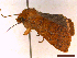  ( - CLV43287)  @11 [ ] CreativeCommons  Attribution Non-Commercial Share-Alike (2022) Carlos Lopez Vaamonde Institut National de la Recherche Agronomique, Zoologie Forestiere