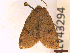  ( - CLV43294)  @11 [ ] CreativeCommons  Attribution Non-Commercial Share-Alike (2022) Carlos Lopez Vaamonde Institut National de la Recherche Agronomique, Zoologie Forestiere