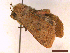  ( - CLV43297)  @11 [ ] CreativeCommons  Attribution Non-Commercial Share-Alike (2022) Carlos Lopez Vaamonde Institut National de la Recherche Agronomique, Zoologie Forestiere