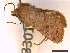  ( - CLV43301)  @11 [ ] CreativeCommons  Attribution Non-Commercial Share-Alike (2022) Carlos Lopez Vaamonde Institut National de la Recherche Agronomique, Zoologie Forestiere