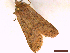  ( - CLV43305)  @11 [ ] CreativeCommons  Attribution Non-Commercial Share-Alike (2022) Carlos Lopez Vaamonde Institut National de la Recherche Agronomique, Zoologie Forestiere
