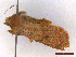  ( - CLV43326)  @11 [ ] CreativeCommons  Attribution Non-Commercial Share-Alike (2022) Carlos Lopez Vaamonde Institut National de la Recherche Agronomique, Zoologie Forestiere