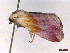  ( - CLV43329)  @11 [ ] CreativeCommons  Attribution Non-Commercial Share-Alike (2022) Carlos Lopez Vaamonde Institut National de la Recherche Agronomique, Zoologie Forestiere