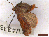  ( - CLV43331)  @11 [ ] CreativeCommons  Attribution Non-Commercial Share-Alike (2022) Carlos Lopez Vaamonde Institut National de la Recherche Agronomique, Zoologie Forestiere