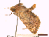  ( - CLV43353)  @11 [ ] CreativeCommons  Attribution Non-Commercial Share-Alike (2022) Carlos Lopez Vaamonde Institut National de la Recherche Agronomique, Zoologie Forestiere